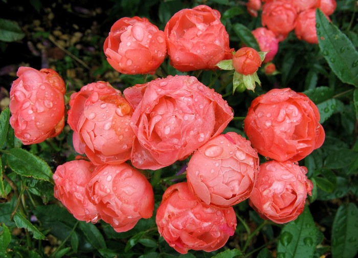 Close-up of pink roses with water droplets