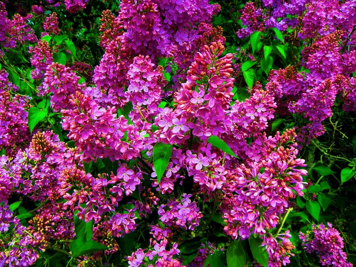 Close-up of blooming purple lilacs