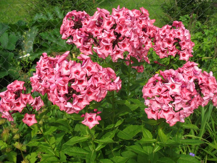 Pink Phlox flowers in a garden