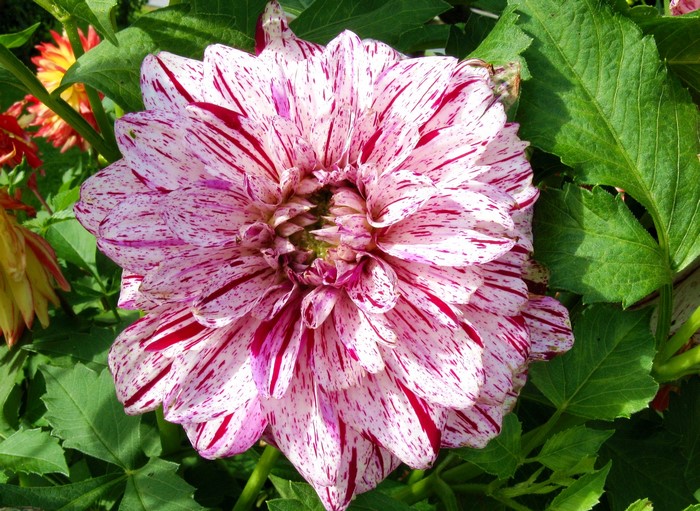 Dahlia flower with pink and red streaks