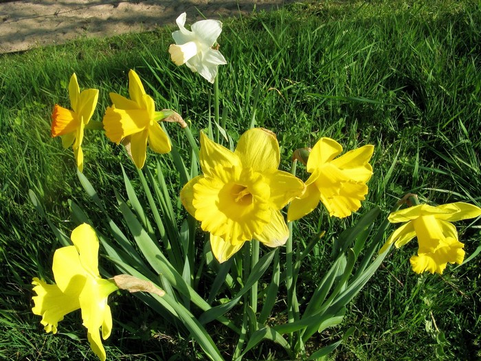 Yellow and white daffodils in green grass