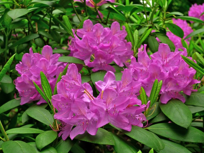 Pink Rhododendron Flowers and Green Leaves
