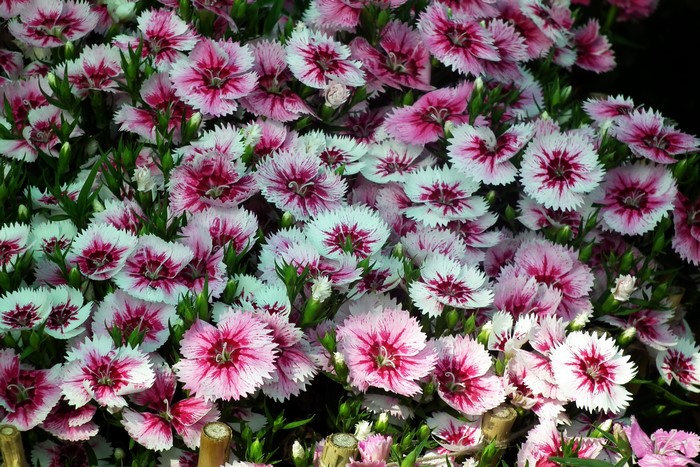Dianthus flowers with pink and white petals