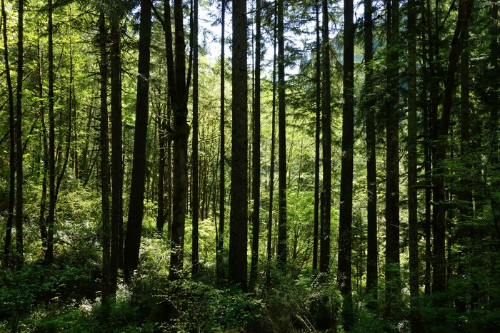 Forest with tall trees and shrubs