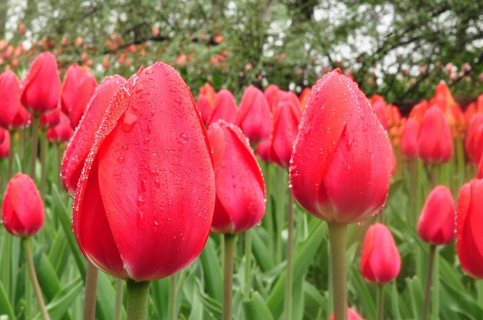 Red Tulips with Water Drops in a Field