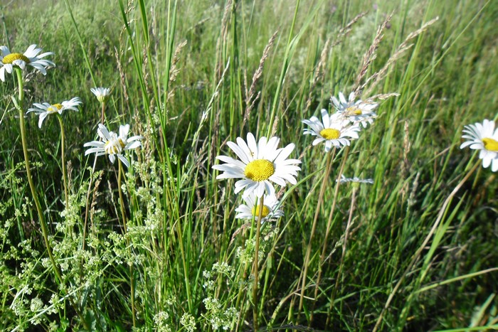 Camomiles in Grass