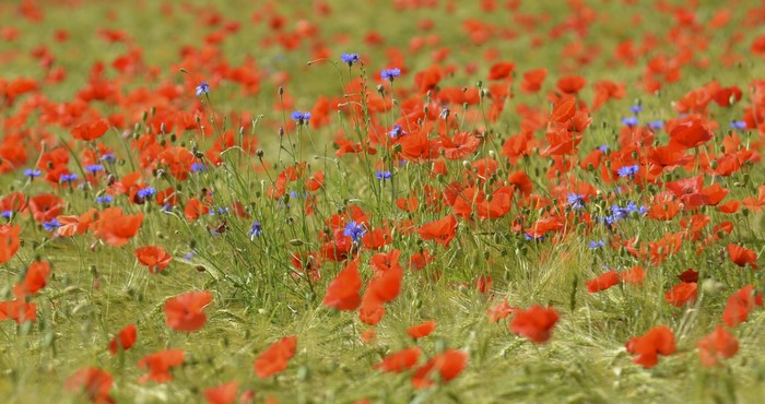 Field of red poppies and blue cornflowers