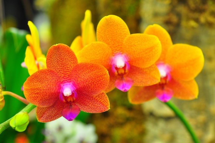 Close-up of orange and pink orchids