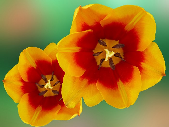 Two orange and red tulips with yellow edges