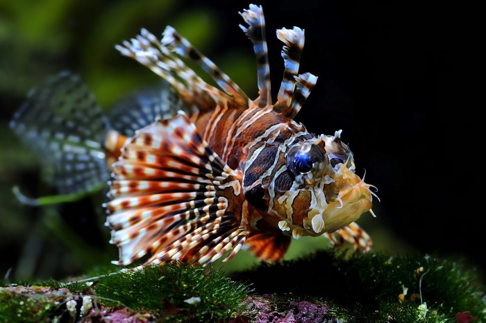 Pterois lionfish underwater