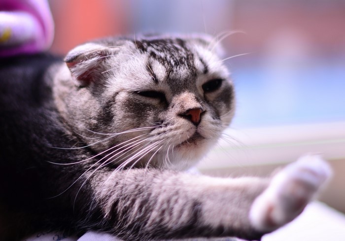 Close-up of a Scottish Fold cat with tabby markings
