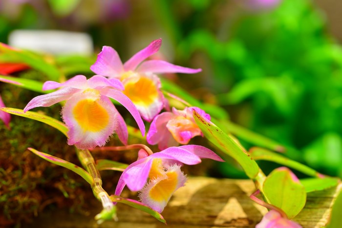 Pink and yellow orchids on a branch