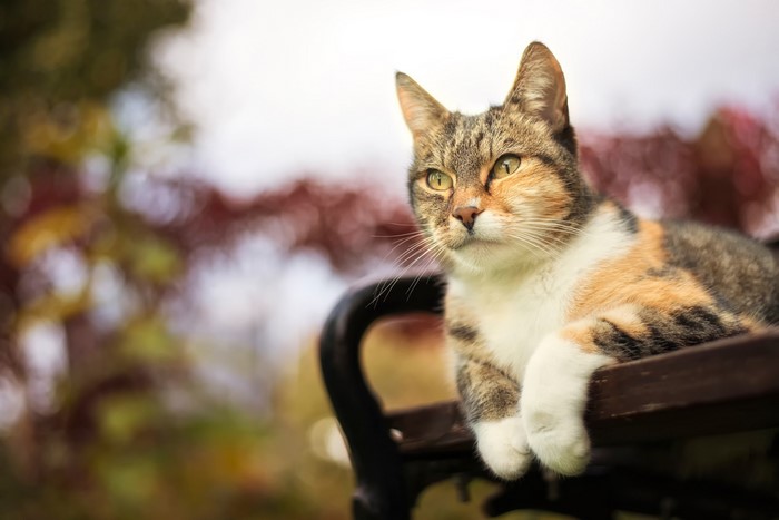 Calico cat resting on a bench