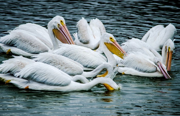 A flock of white pelicans swimming in dark water