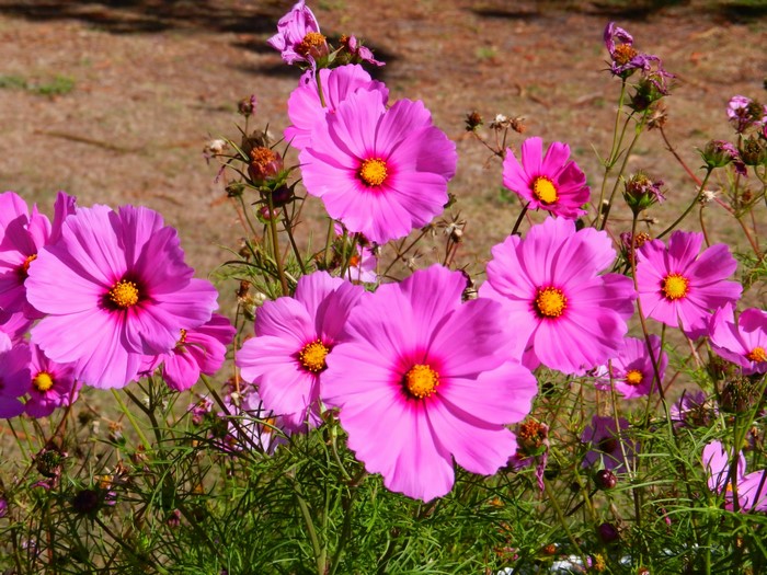 Pink Cosmos flowers in a garden