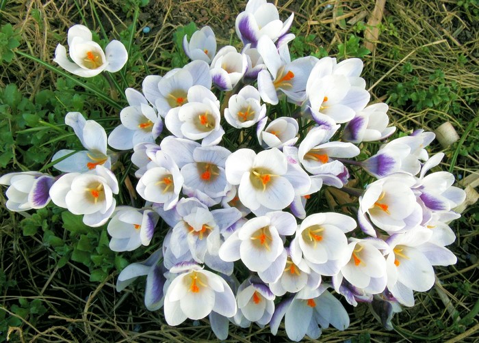 A cluster of white and purple crocuses in bloom