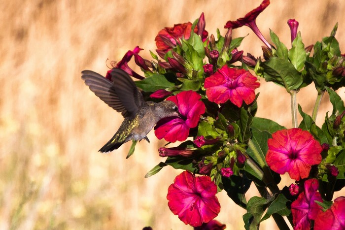 Hummingbird feeding on red flowers