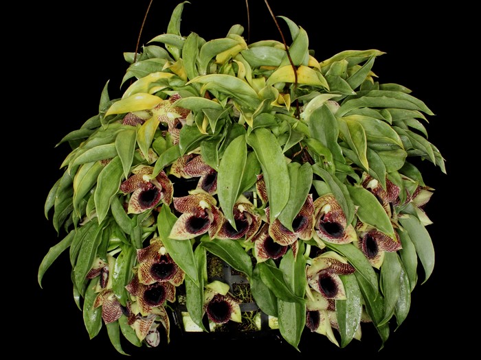 Orchid plant with dark-centered flowers