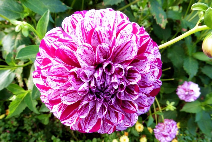 Close-up of a pink and white striped Dahlia flower