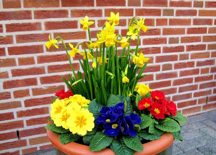 Daffodils and Primroses in a Pot