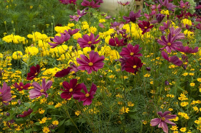 Burgundy and yellow flowers in a garden