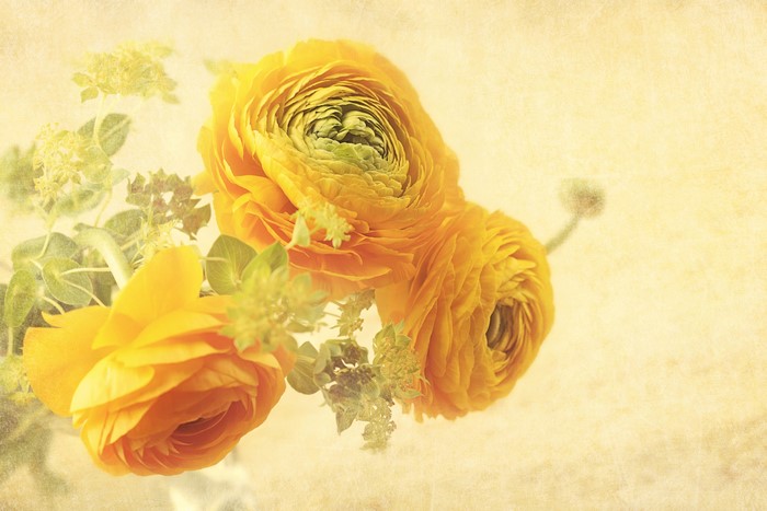 Yellow Ranunculus flowers with green foliage