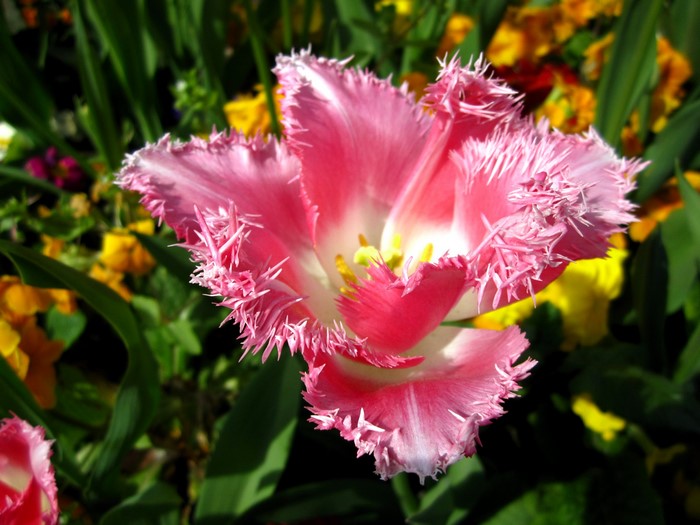 Pink fringed tulip flower