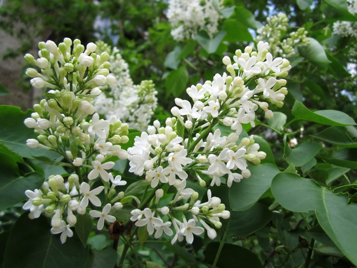 White Lilac Branches with Green Leaves