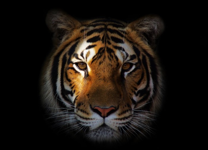 Close-up of a tiger's face