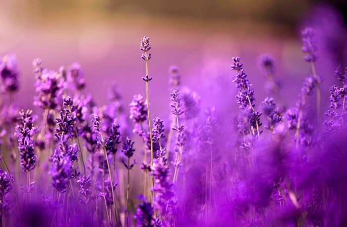 Field of purple lavender flowers