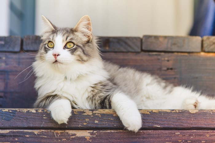 Fluffy cat with yellow eyes on a wooden bench