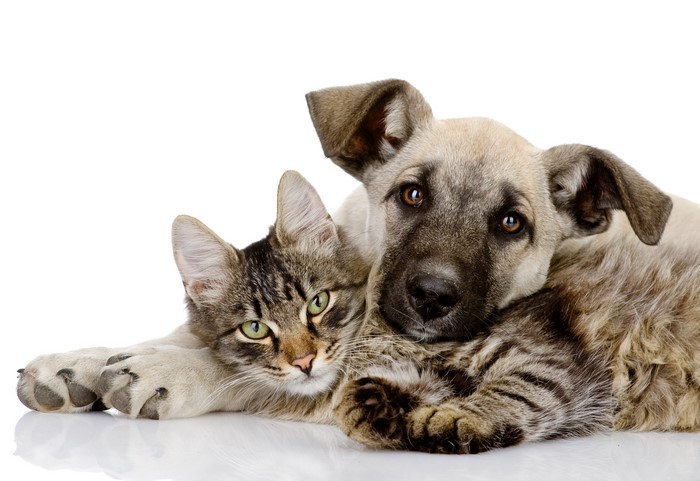 Puppy and Kitten Together