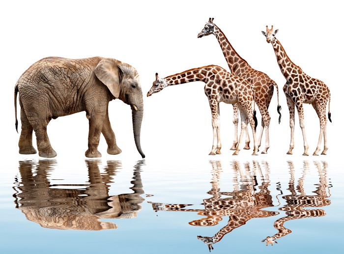 Elephant and Giraffes Reflected in Water