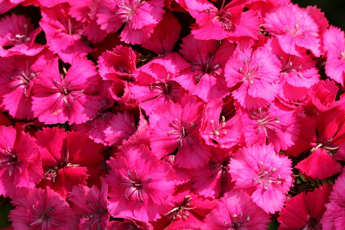 4K Closeup of Many Pink Carnations