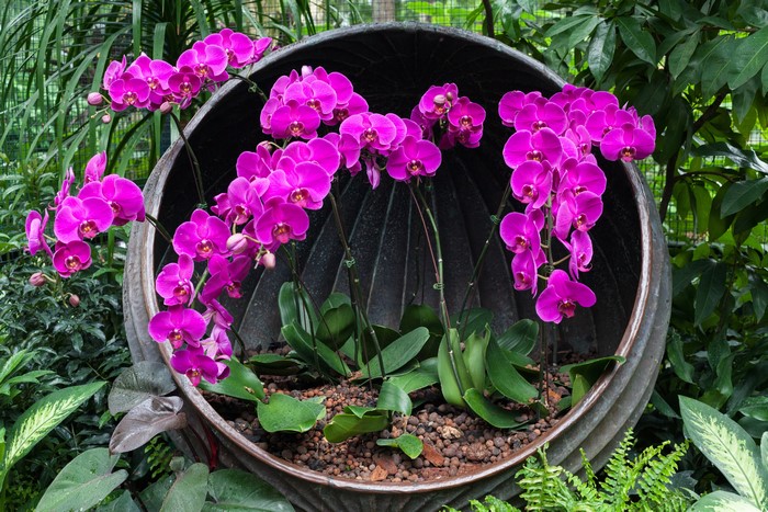 Pink Orchids in a Large Pot