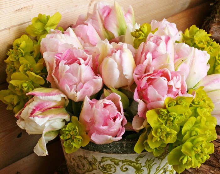 Pink and white tulips with green flowers