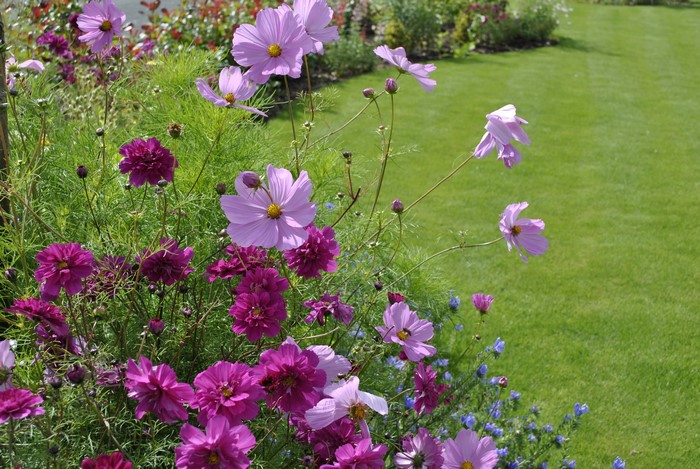 Cosmos flowers in a garden next to a lawn
