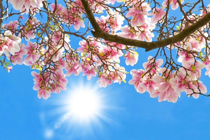 Magnolia branches with pink flowers and sun