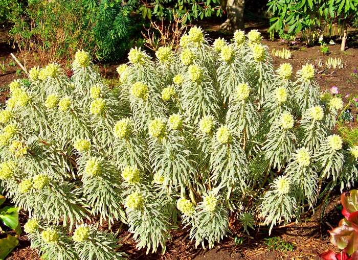 Variegated Euphorbia plant with yellow flowers