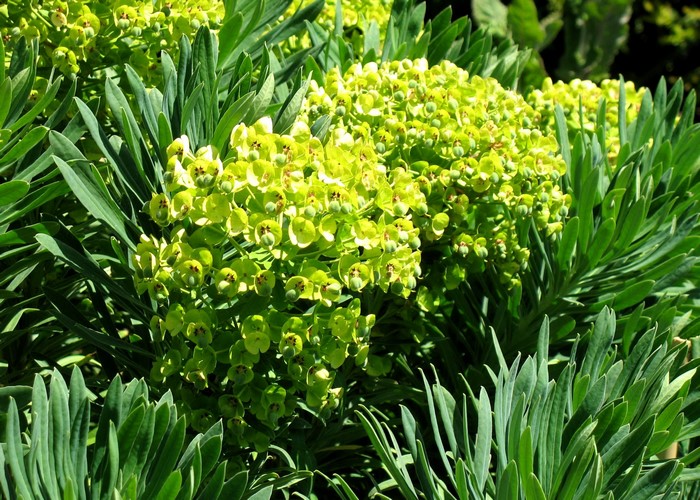 Green Euphorbia shrub with clusters of flowers
