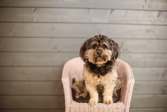 A small dog sits on a chair