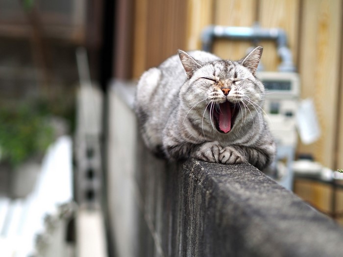 A tabby cat yawning on a wall