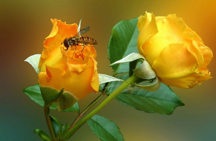 Yellow roses with a bee