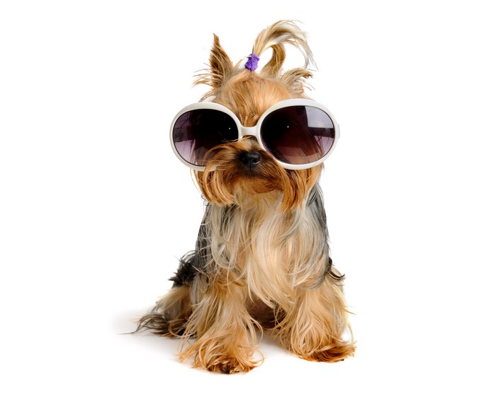 Yorkshire terrier wearing sunglasses