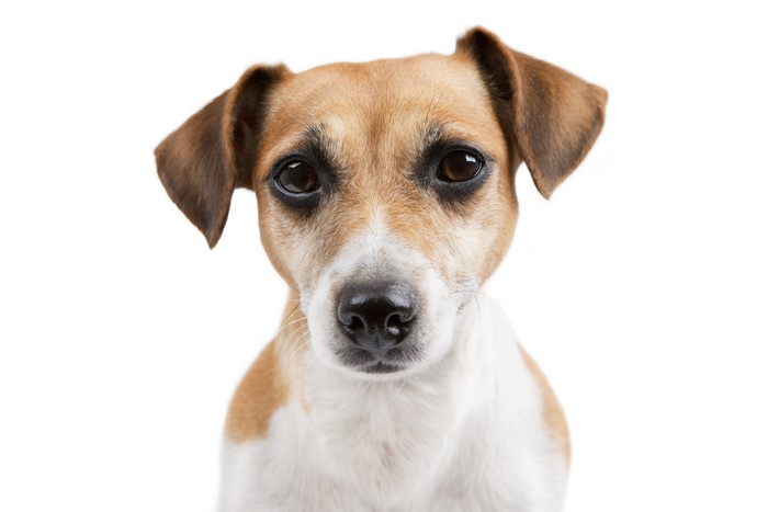 Jack Russell terrier dog looking forward