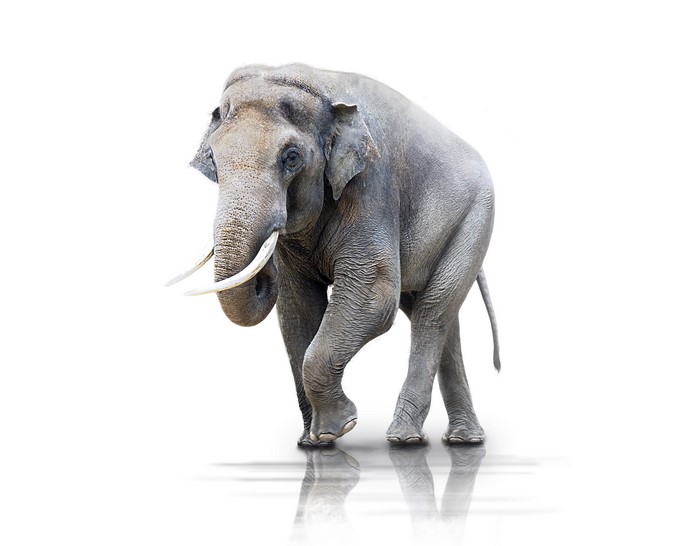 Elephant with tusks