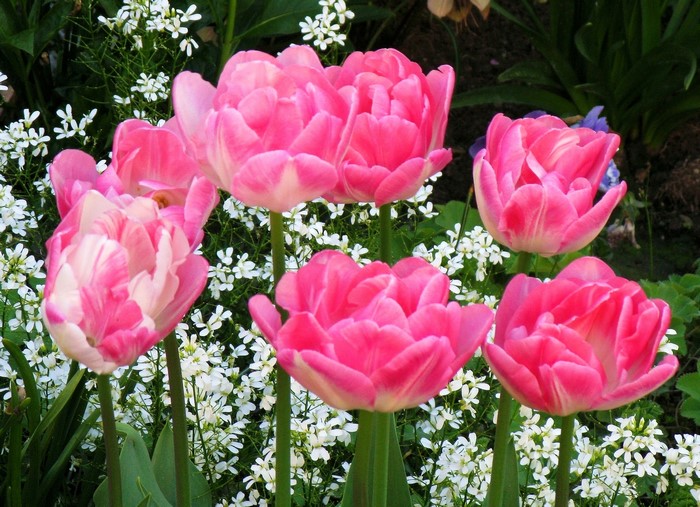 Pink double tulips with white flowers