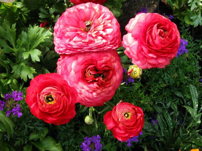 Close-up of pink and red Ranunculus flowers