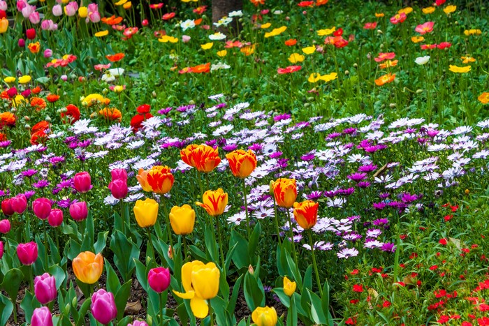 4K field of colorful tulips, cosmos, and poppies