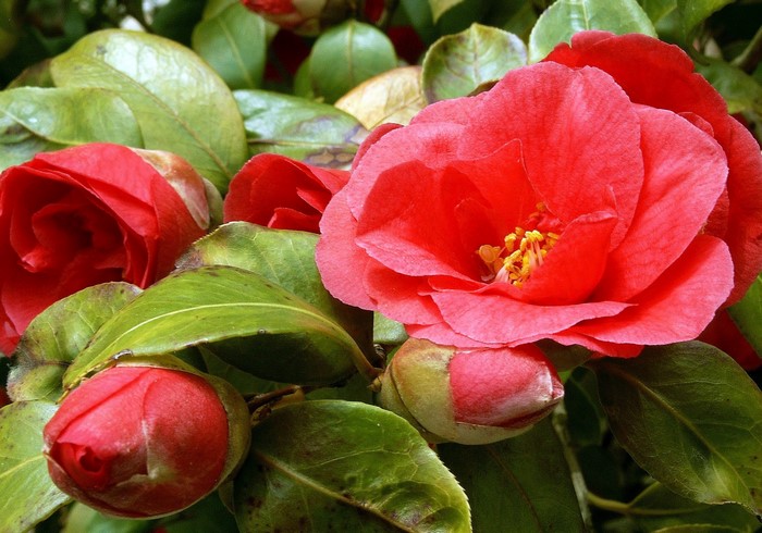 Red Camellia Flowers and Buds